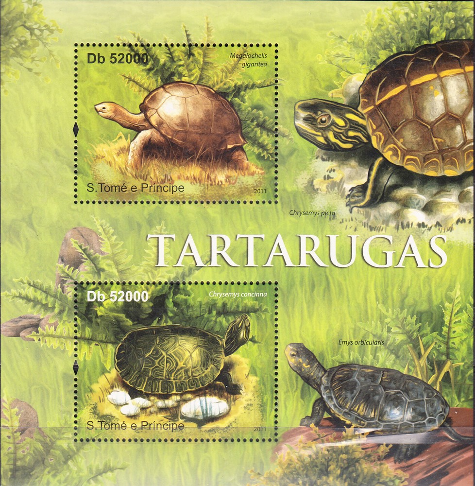 W SAINT-THOMAS 2414 TURTLES