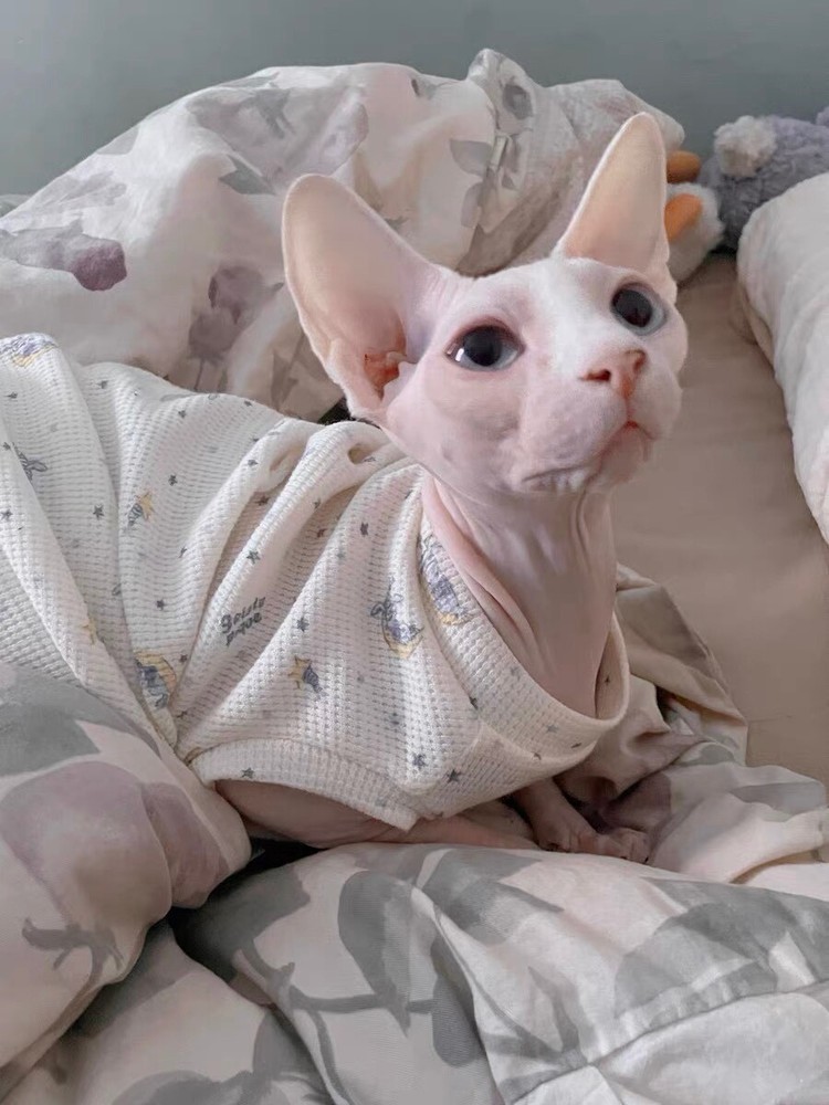 Sphynx/Devon Rex Hairless Cat thin cotton shirt Size M Summer/Spring