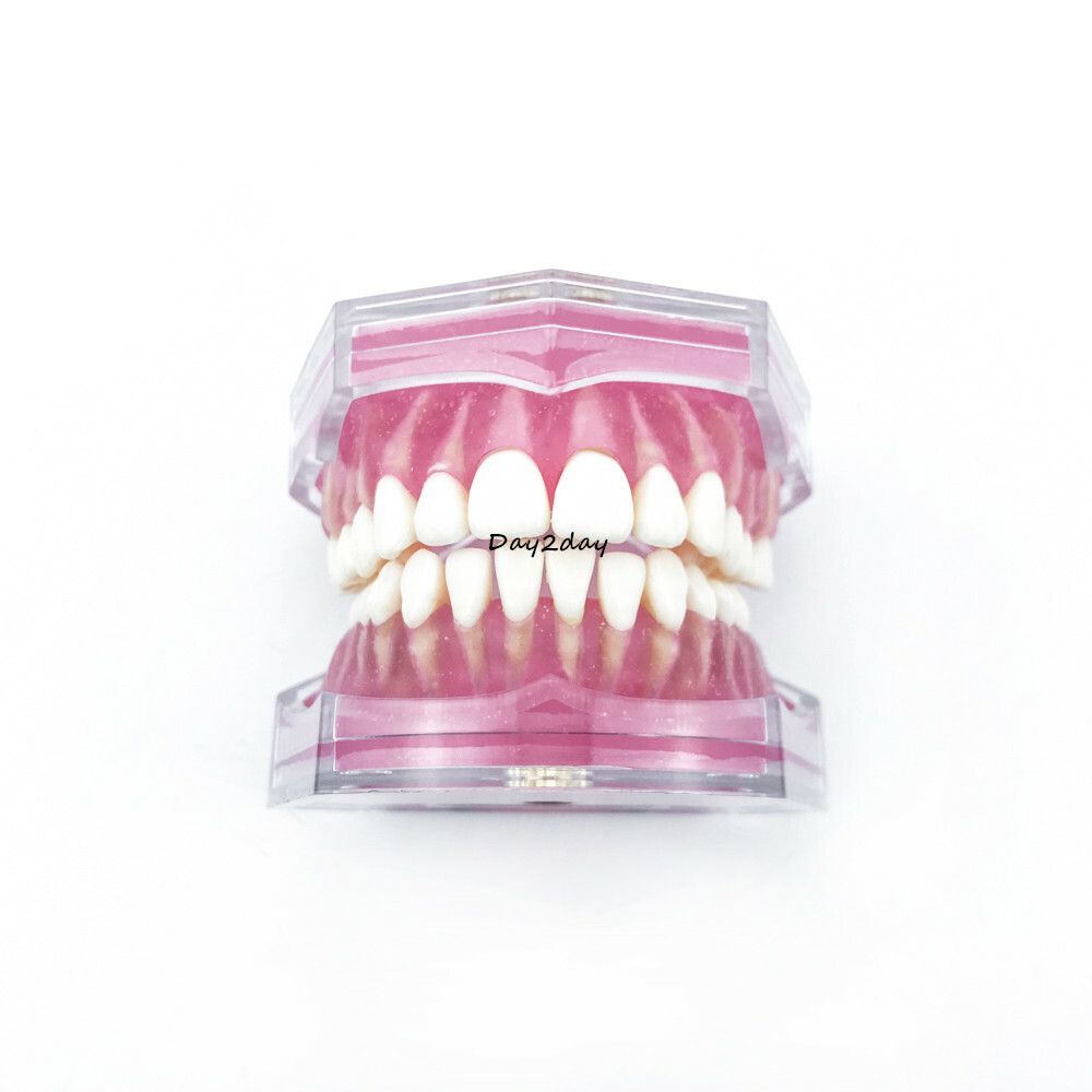 Teeth Model Dental Standard Model with Removable Teeth Dental Study Model