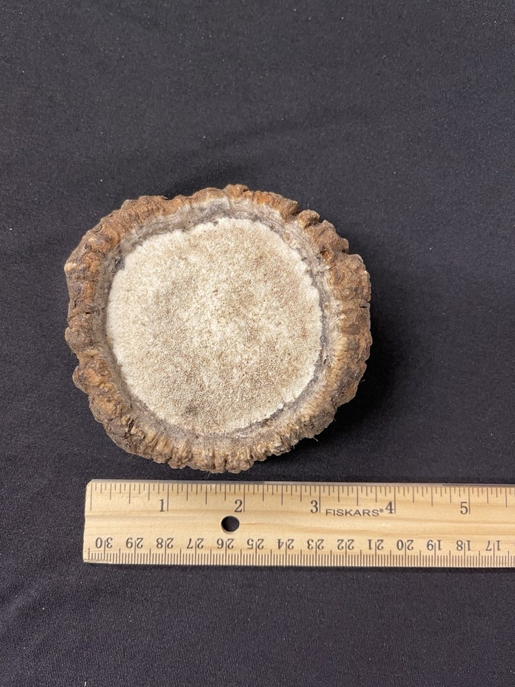 REAL NICE MEDIUM/LARGE ELK BURR/ROSETTE/CROWN