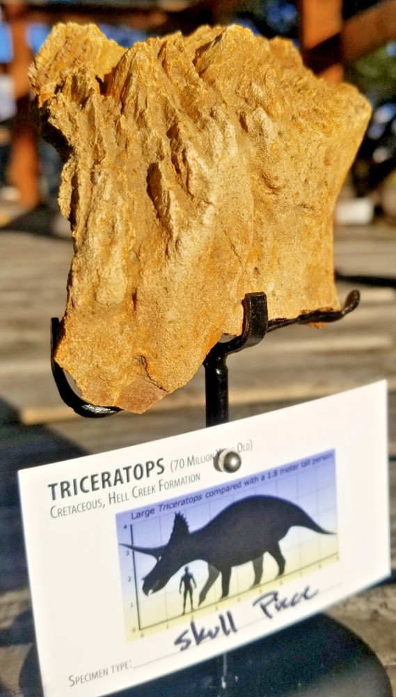 Nice Triceratops Skull Section Fossil Specimen Defined Cretaceous Hell Creek MT