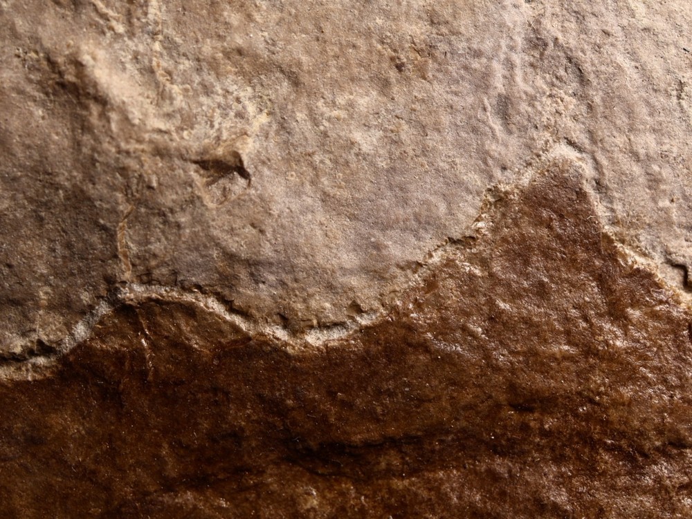 Nice Miocene Leaf Fossil Cherry Co., Nebraska