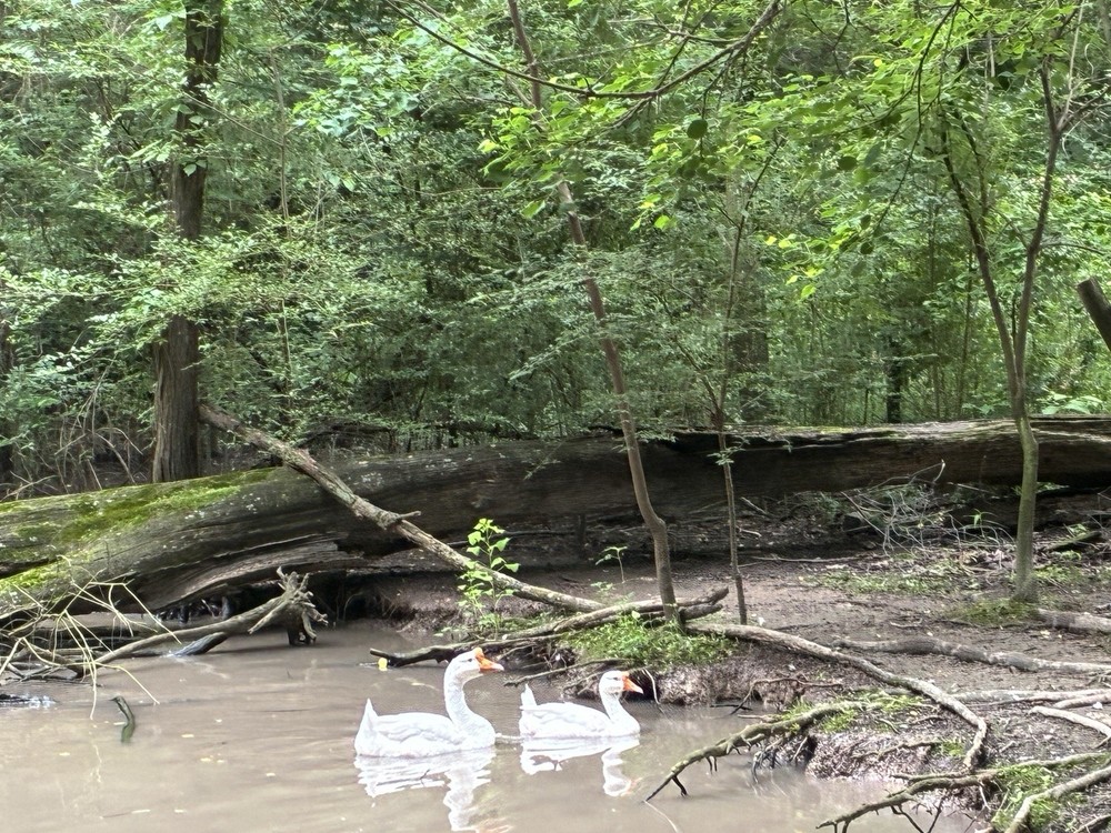 2ct White Chinese Swan Geese Hatching Eggs