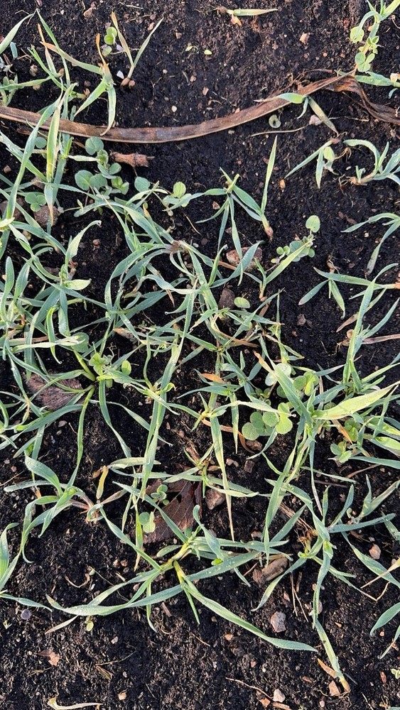 Clover & Chicory Deer/turkey Annual Food Plot Seed Mix - Spring/Fall 1/2 Acre