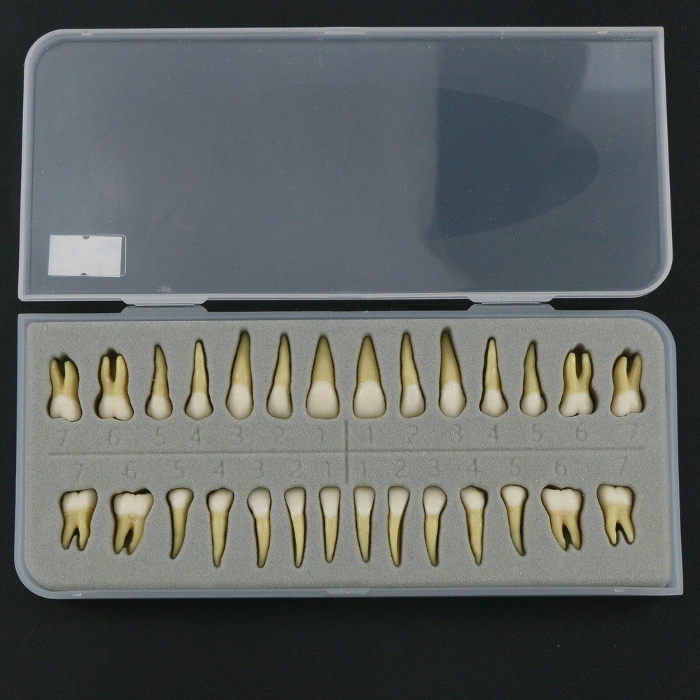 Dental 1:1 Permanent Teeth Demonstration Teach Study Model with 28Pcs Teeth