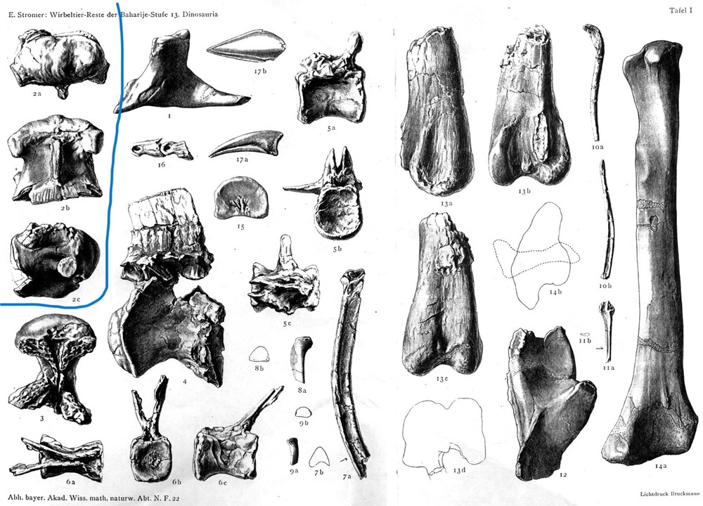 Spinosaurus Neck Vertebra