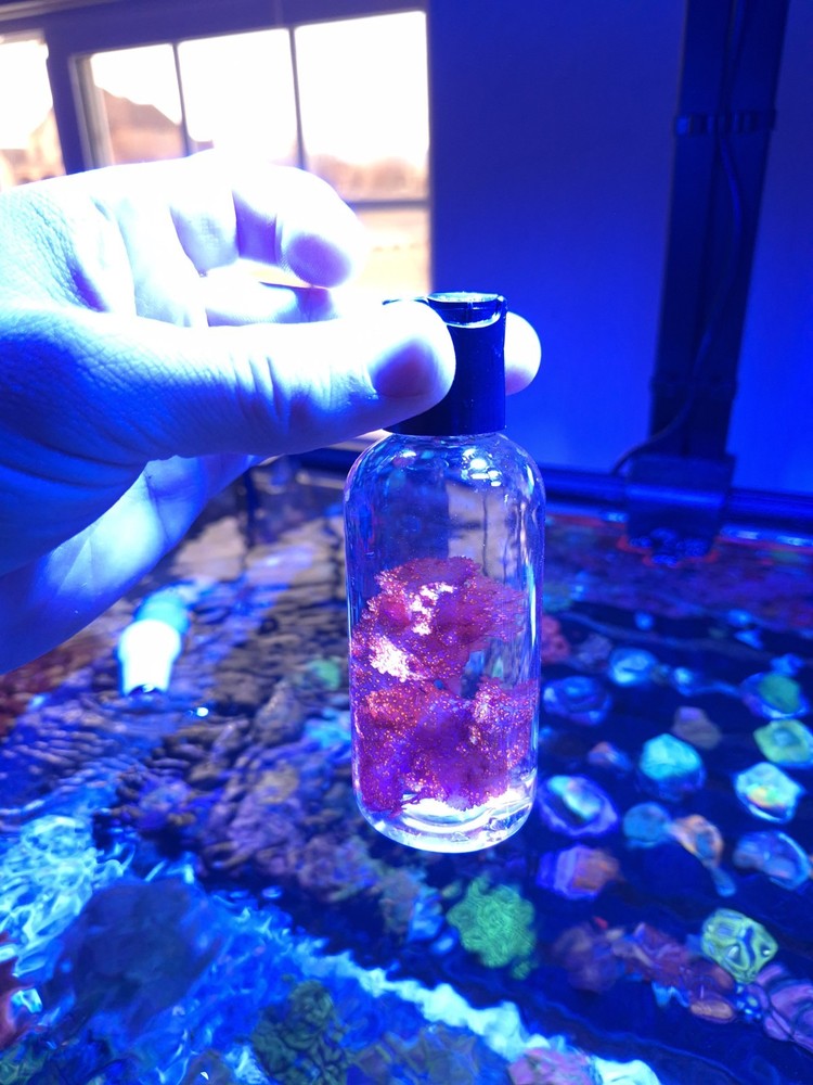 Live Atomic Broccoli Macroalgae ~1 inch – Reef / Refugium – Healthy