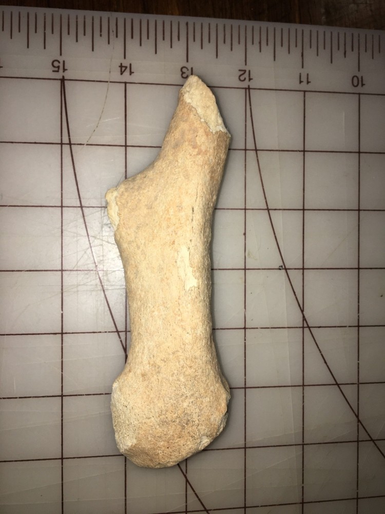 Fossilized Deer antler