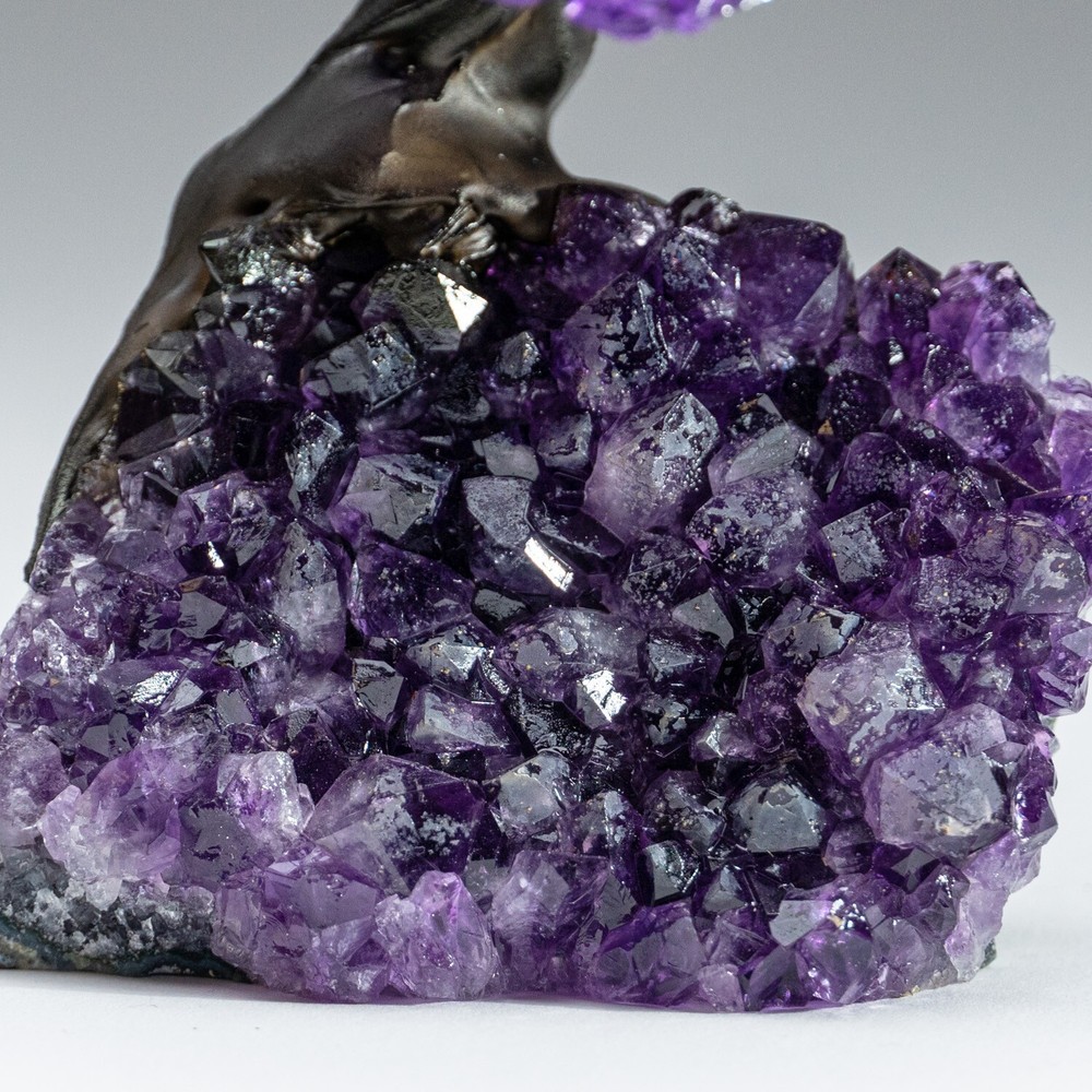 Medium - Amethyst Clustered Gemstone Tree on Amethyst Matrix
