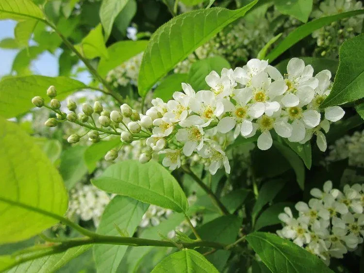 3 Hackberry Tree Bare-root (Celtis Occidentalis)