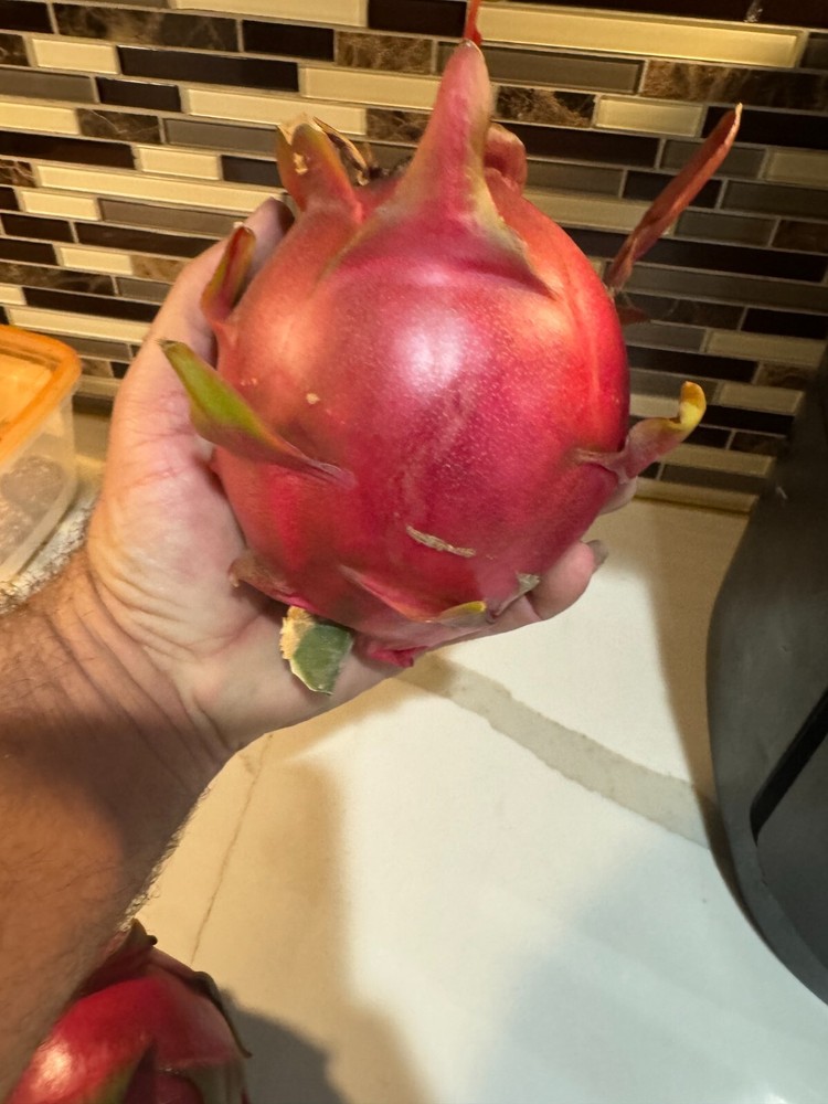 DRAGON FRUIT CUTTINGS - MULTIPLE VARIETIES - 13" - 17” Hi