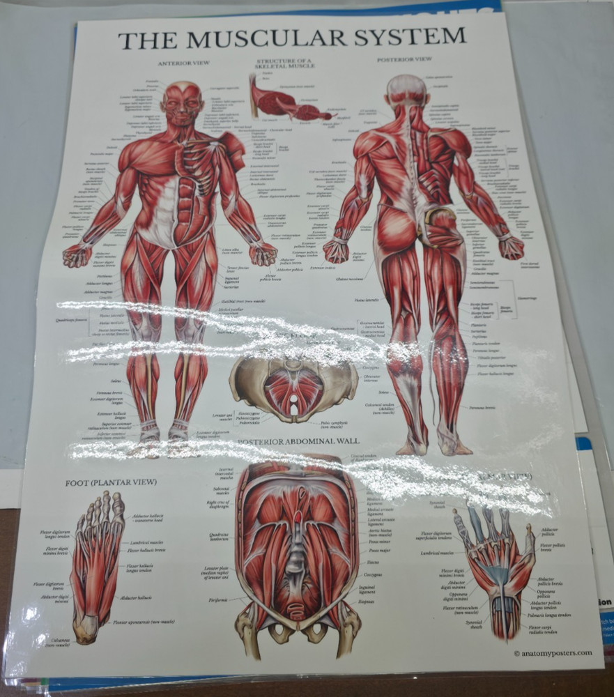 Quickfit 14 Pack Laminated 18x24 Workouts Exercise Dumbbell Kettleball Posters