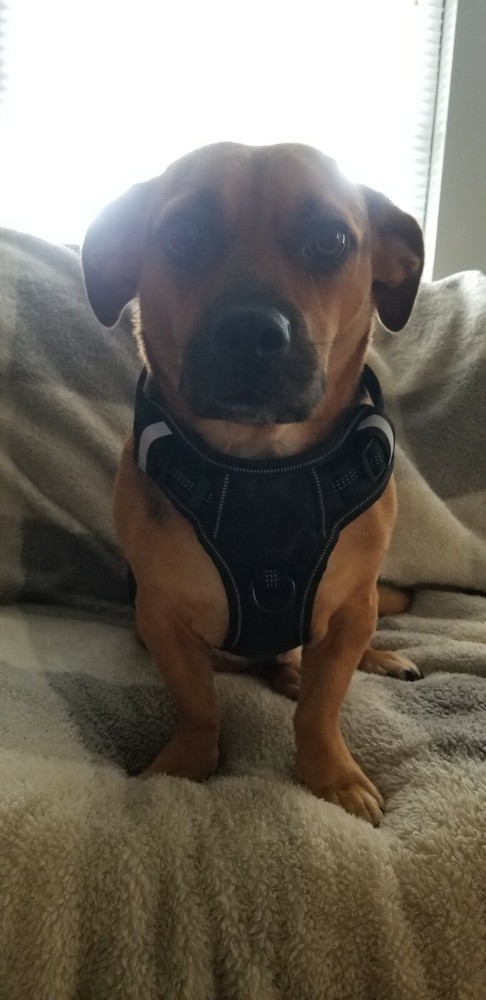 Dat Dog no-pull dog harnesses - reflective, comfortable, handle, Designed in USA
