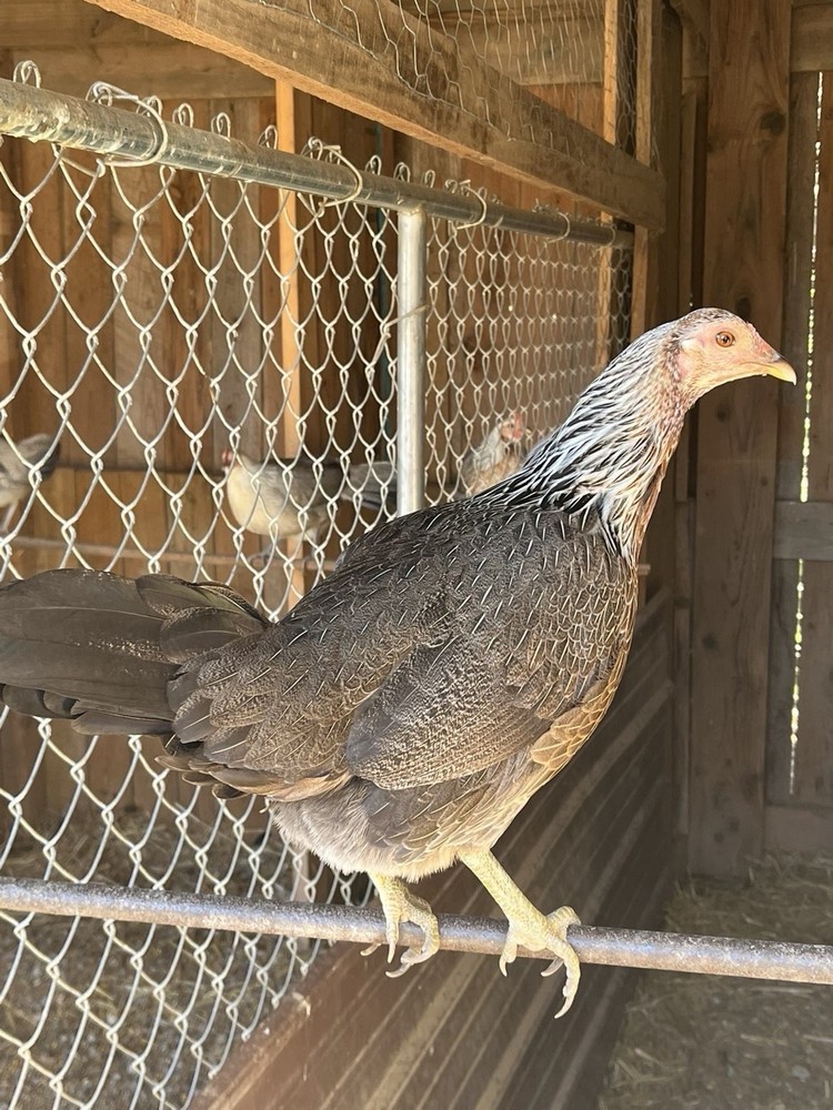 Bennett Grey Fowl 6++