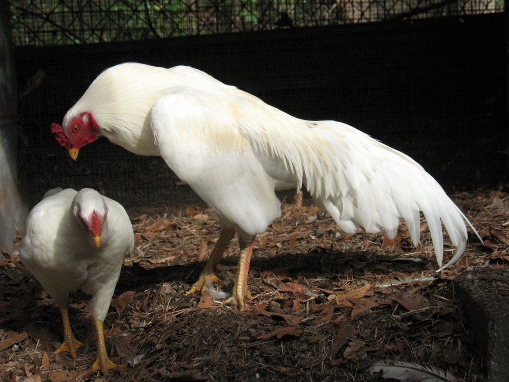 12 ASSORTED WAHL ASIL EGGS