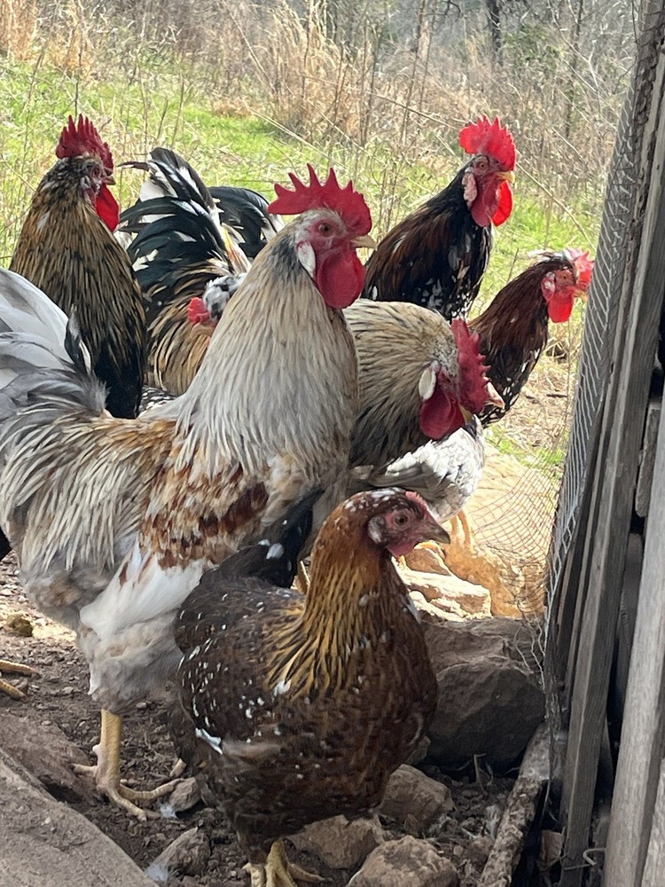 Swedish Flower Hatching Eggs NPIP 6+