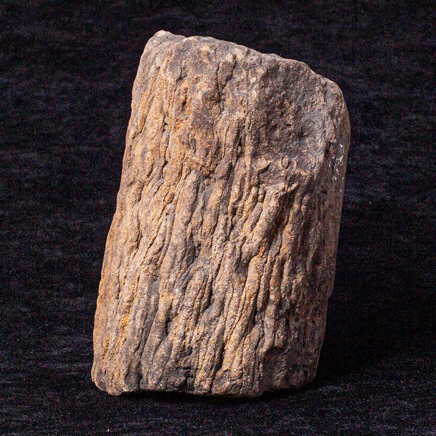 Fossil Lycopid Tree Root Stigmaria Lepidodendron &/or Sigillaria
