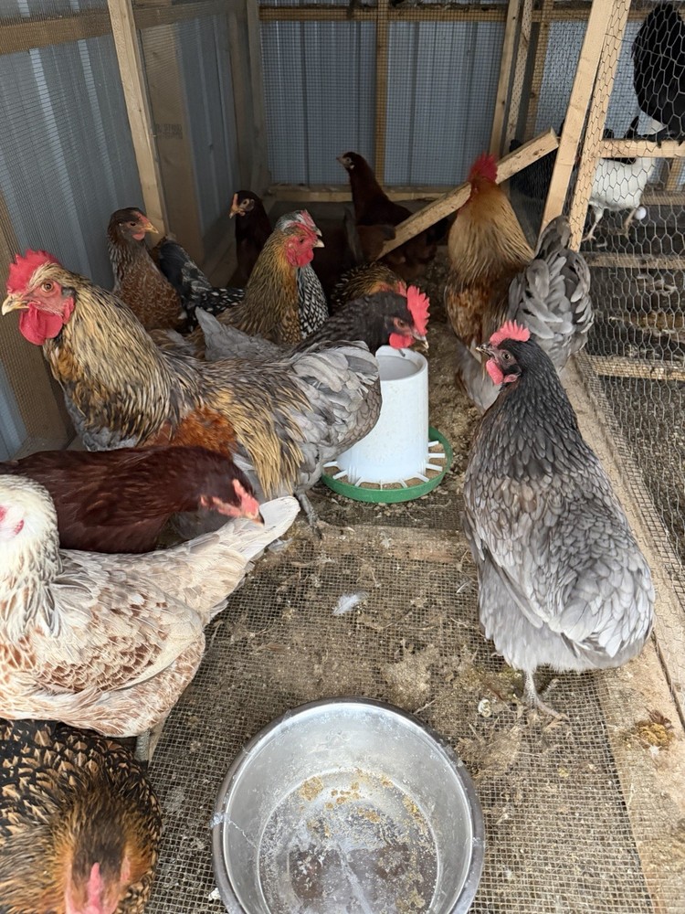 Chicken Hatching Eggs mixed breeds- 12+
