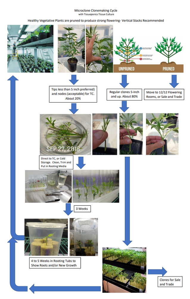 Tissue Culture Starter Kit Microclone Liquid Tubes Most Plants Include Cannabis