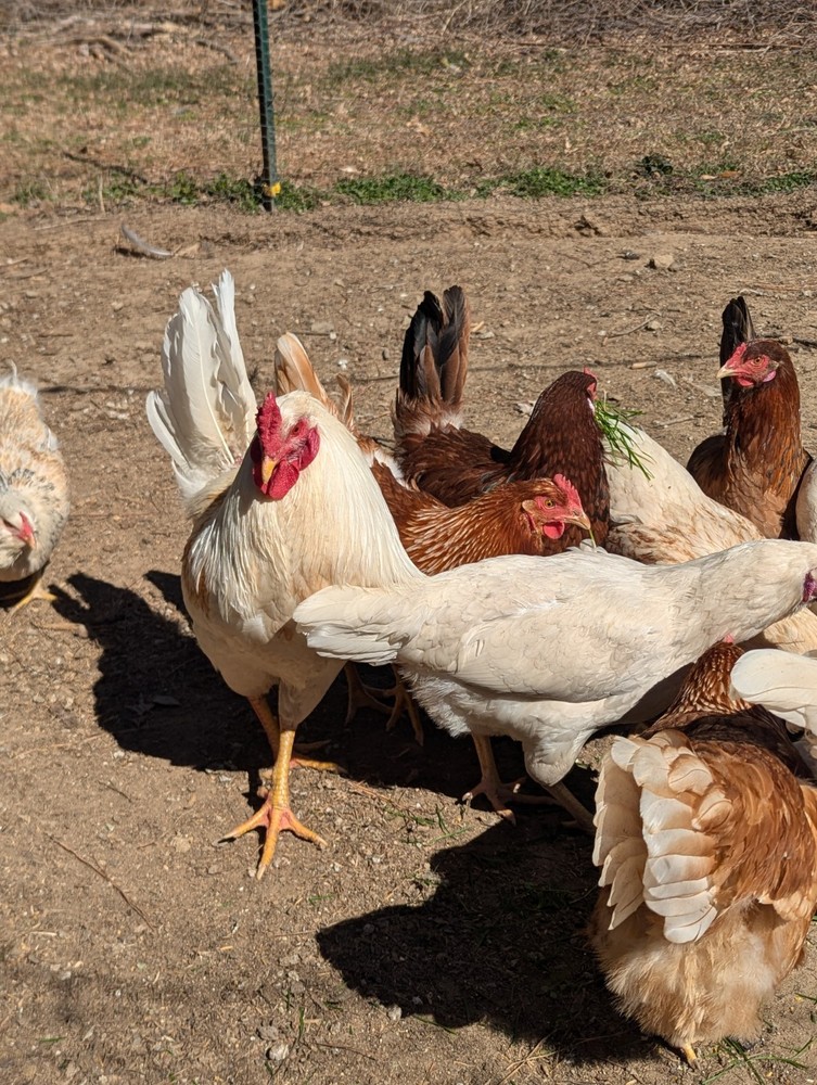 10+ WHITING TRUE GREEN Egger CHICKEN HATCHING EGGS 300+EGGS PER YEAR