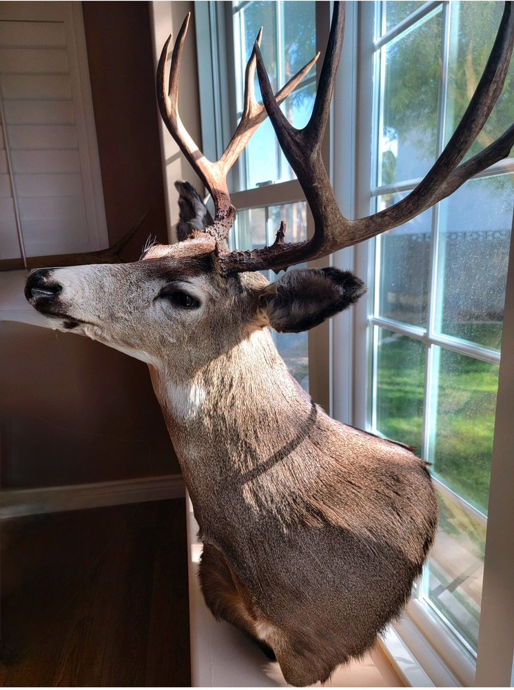 Taxidermy Shoulder Mount Mule Deer