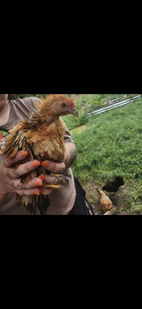 Fertile Bantam Mystery Hatch 12 eggs