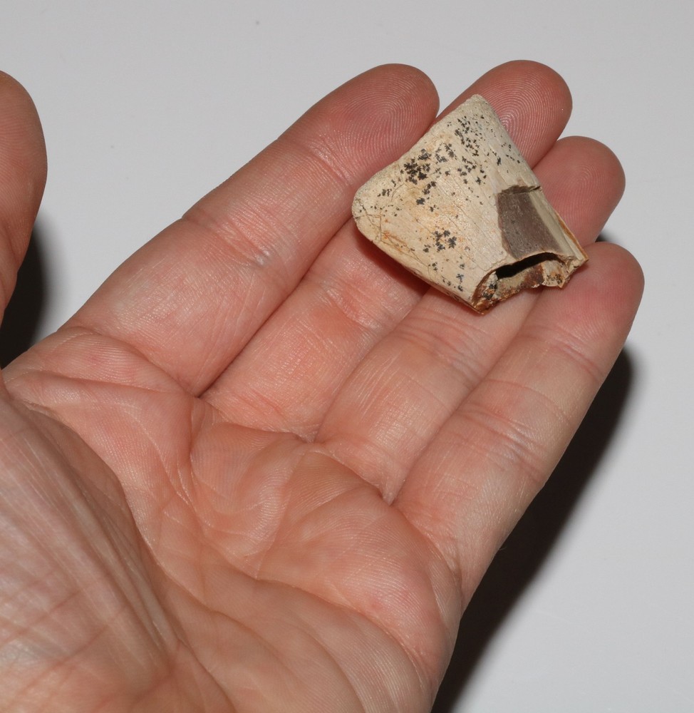 Raptor End Bone - Large & Hollow - High Quality Hell Creek Formation CRETACEOUS