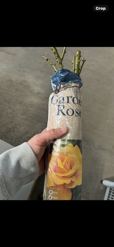 Midas Touch Hybrid Tea Rose Bush… Bare Root Live Starter Plant!!