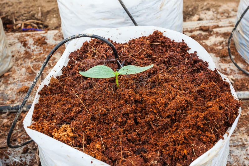 1Lb COCO COIR |  100% NATURAL ORGANIC COMPOST | HYDROPONIC GROWING MEDIA