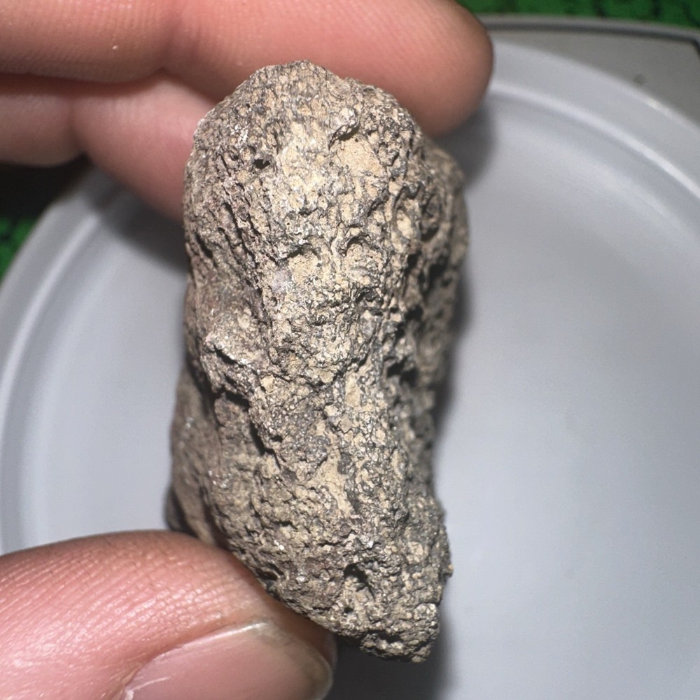 Unknown Fossil