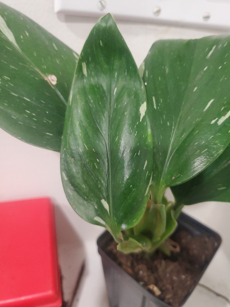 1 Live Matured Philodendron White Knight Galaxy Vine Variegated