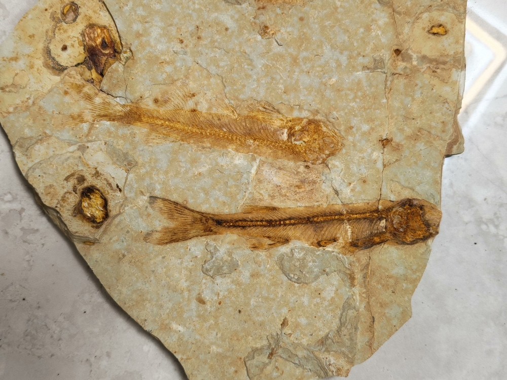 Unique and authentic fossilized fish fossils C01