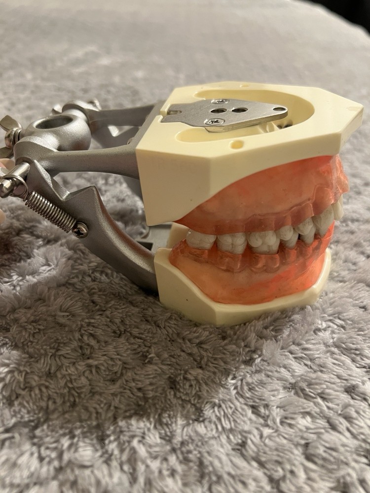 Periodontics Educational Dentoform!
