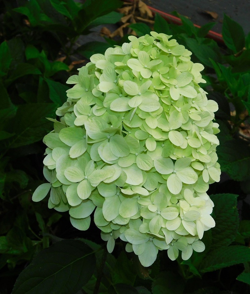 Limelight Hydrangea Plant