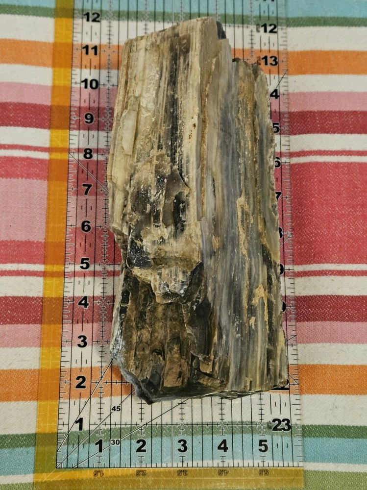 Petrified Wood 6lb 7oz