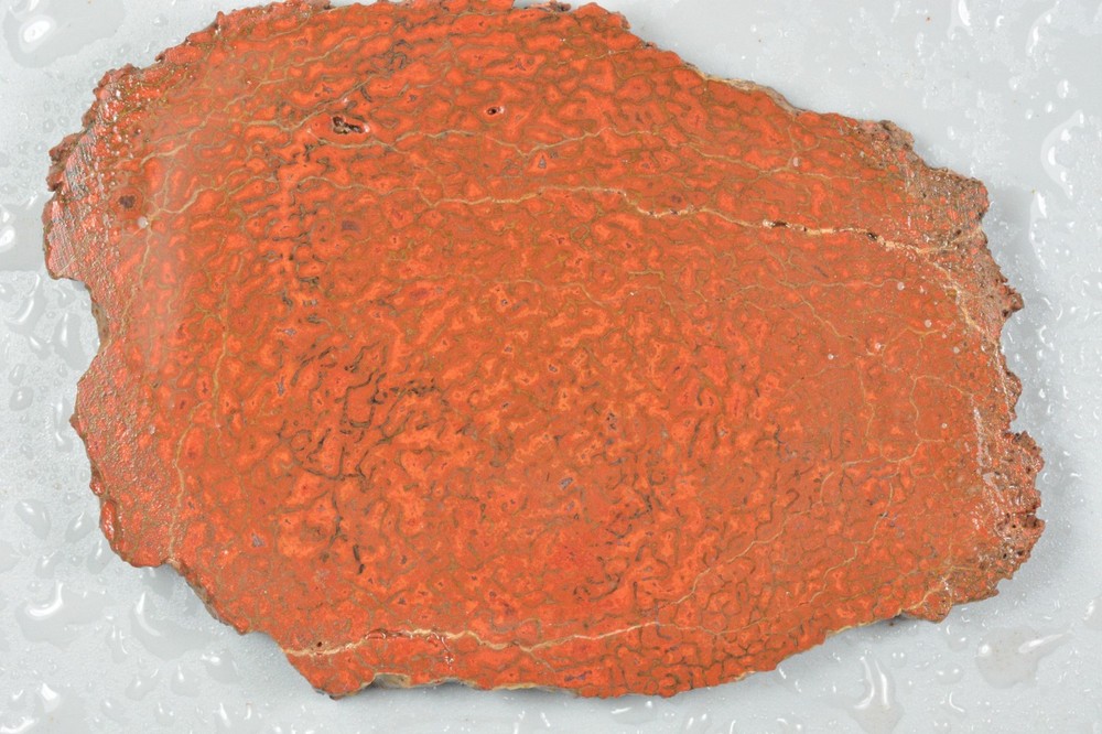Orange Agatized Dinosaur Bone, New Mexico, 100 grams