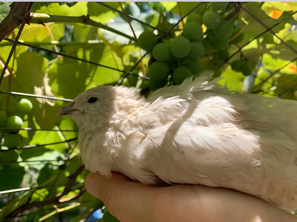 7 Celadon Blue/7 AssortedCoturnix Quail Hatching Eggs