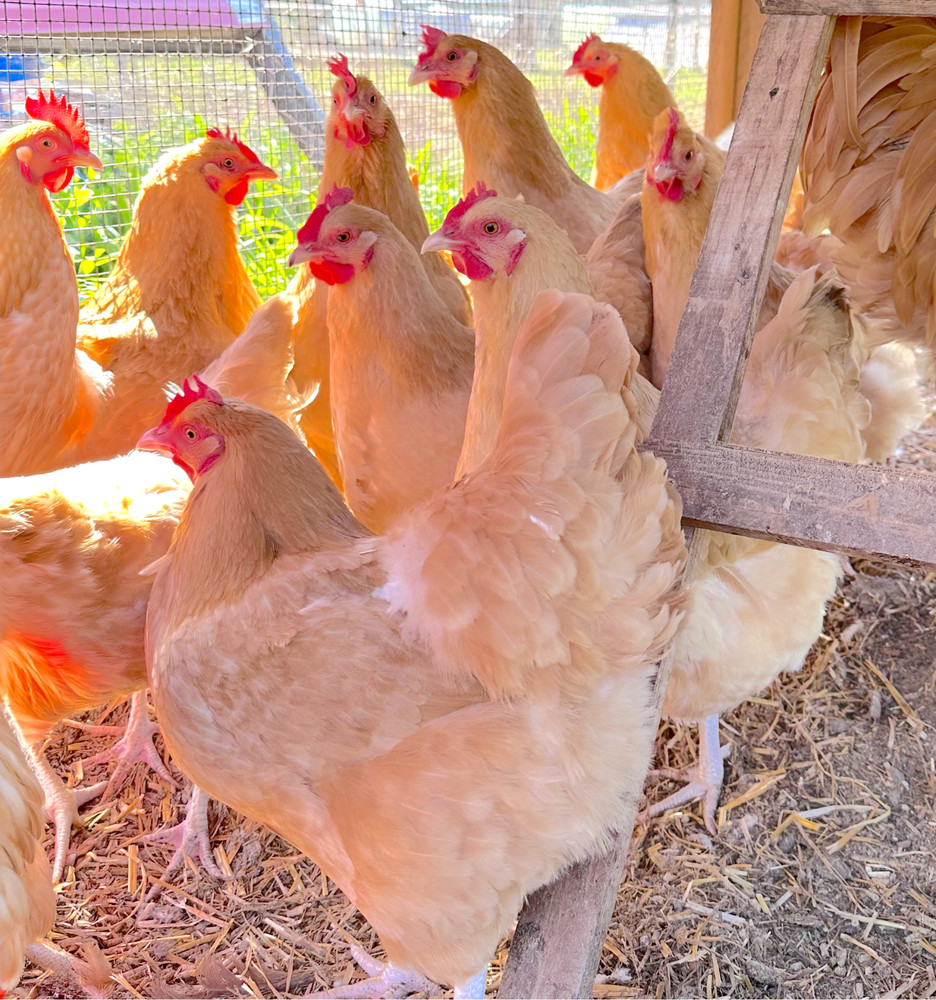 12 Buff Orpington Hatching Eggs - Make Offer!