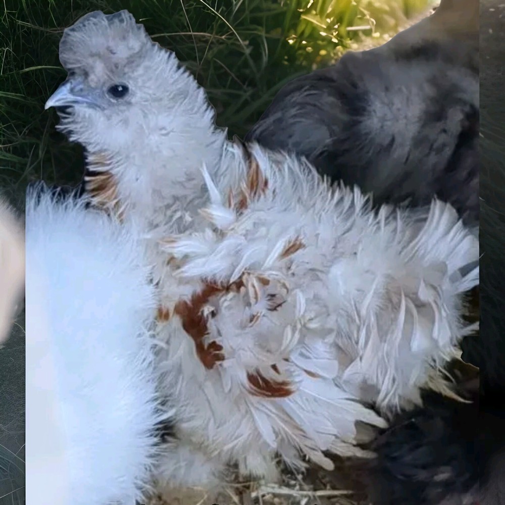 24 Silkie Hatching Eggs