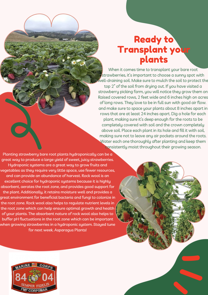 20 Everbearing Eversweet Strawberry Plants - Outstanding flavor! (20 Bare Root