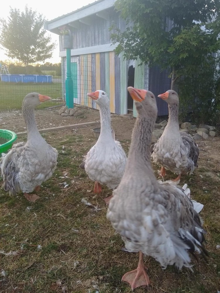 1 SEBASTOPOL Mixed Color including White & Saddleback Fully Curly HATCH EGGS