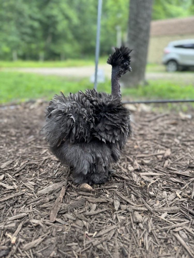 10 “Who’s Your Daddy?” Hatching Chicken Eggs 🤍