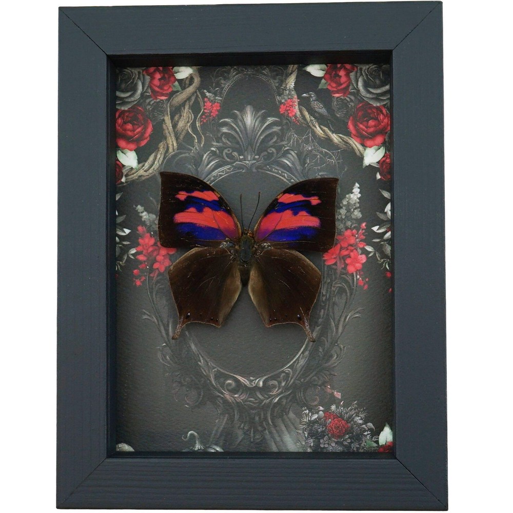Framed Anaea Nessus Butterfly: Gothic Black Roses Display