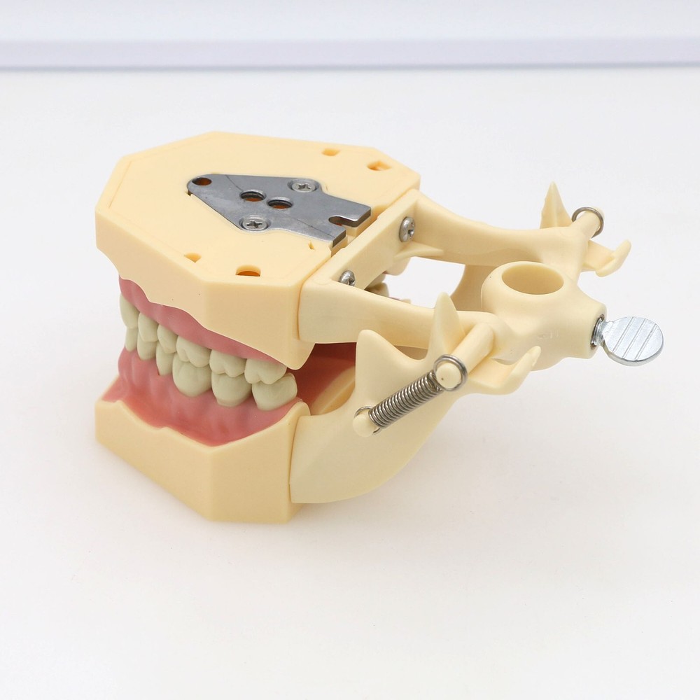 Dental Typodont 28/32PCS Teeth Models for Students Practice Model M80 Series