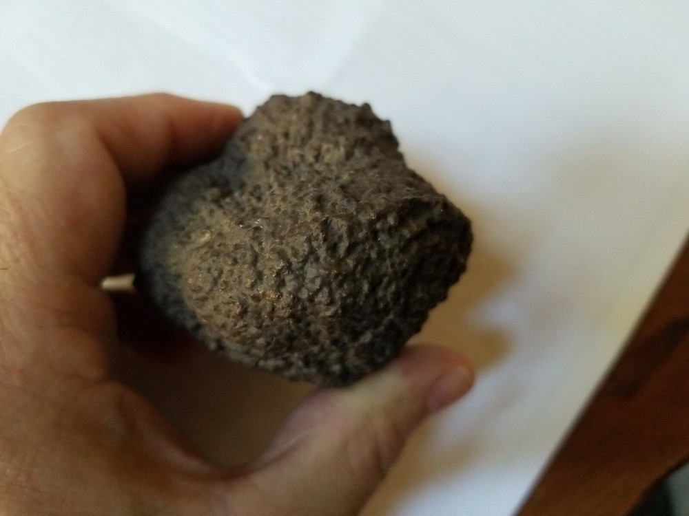 dino coprolite fossil poo from Utah