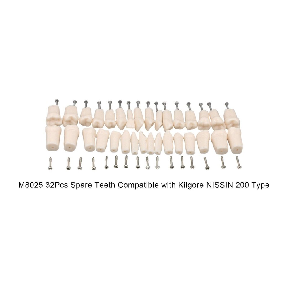 Dental Screw-in 32 Teeth Grain Typodont Model Replacement Fits Kilgore 200 Type