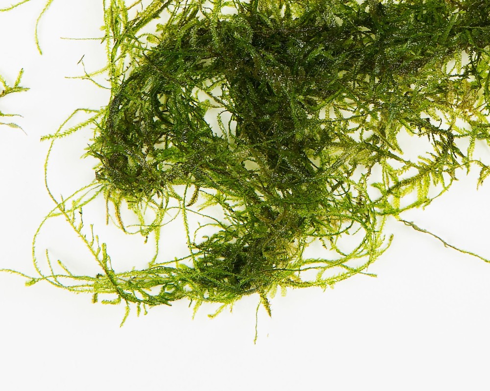 Java Moss - 1g - 250g  - Tropical Water Live Aquarium Plants