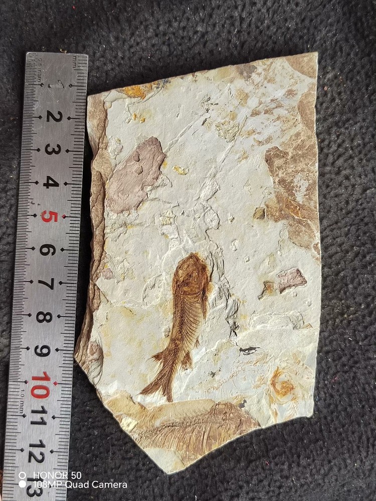 Paleontological Fishification Stone Wolf Fin Fish Fossil A0823