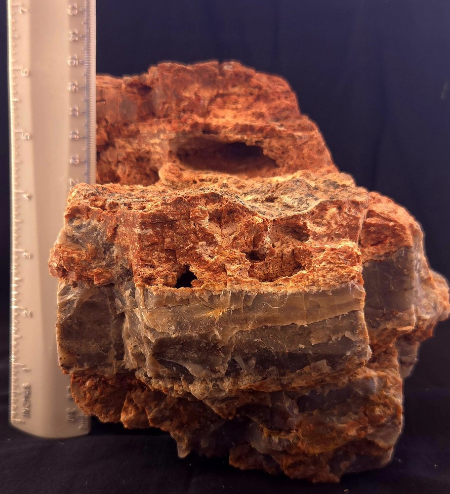 Az Rainbow Petrified Wood