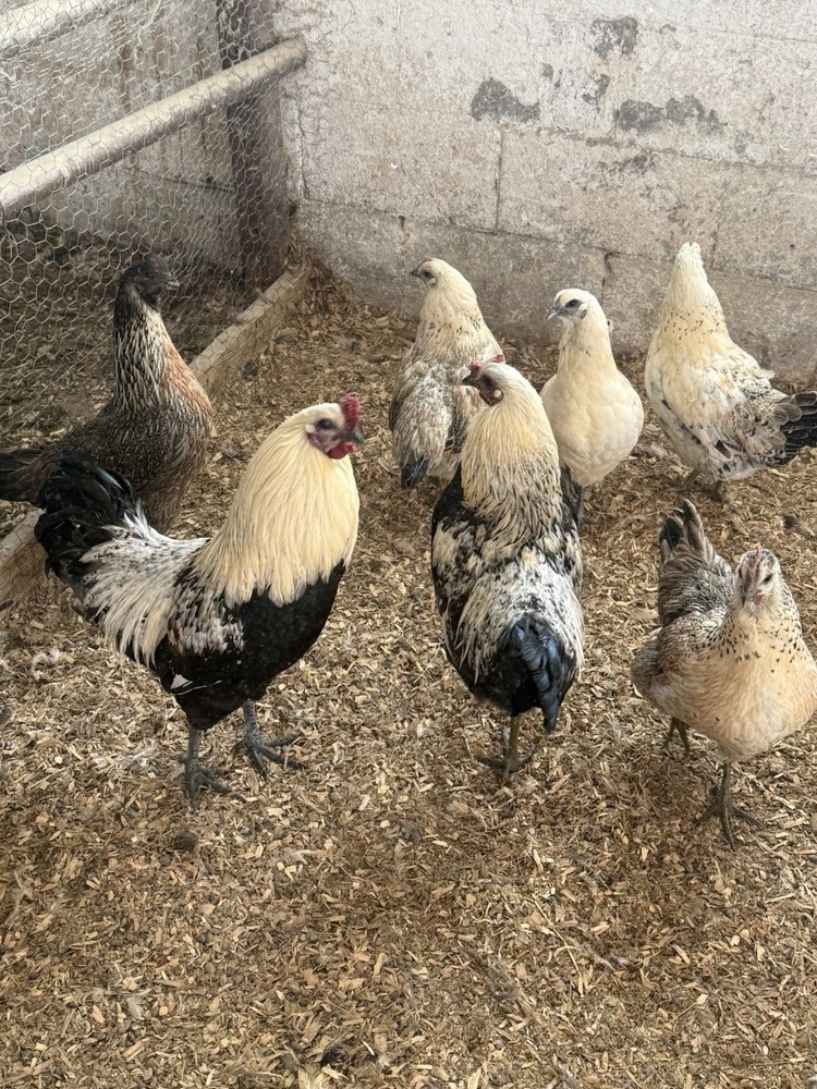 12 Mosaic Hatching Eggs NPIP Certified